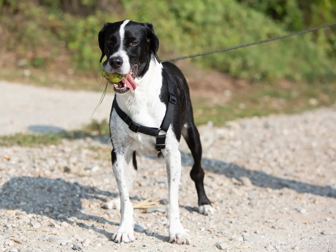 Adotta il cane CHARAS a Bergamo