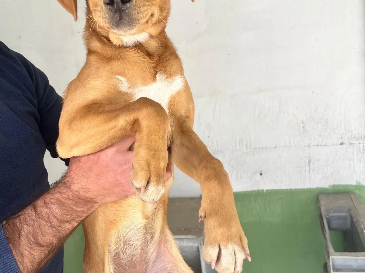 Vuoi adottare un cane a Napoli?