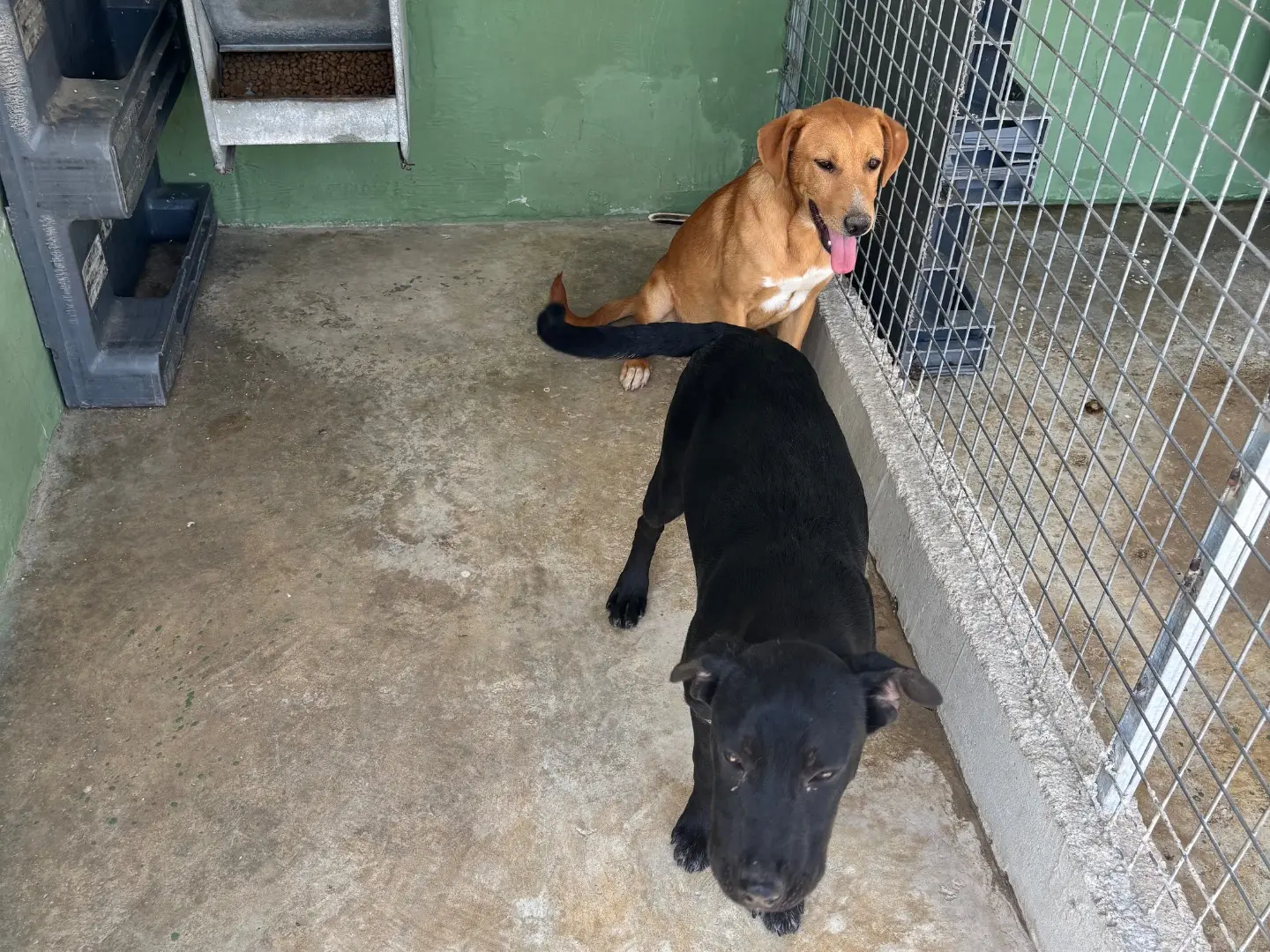 Adotta un cane, taglia piccola, femmina, Napoli
