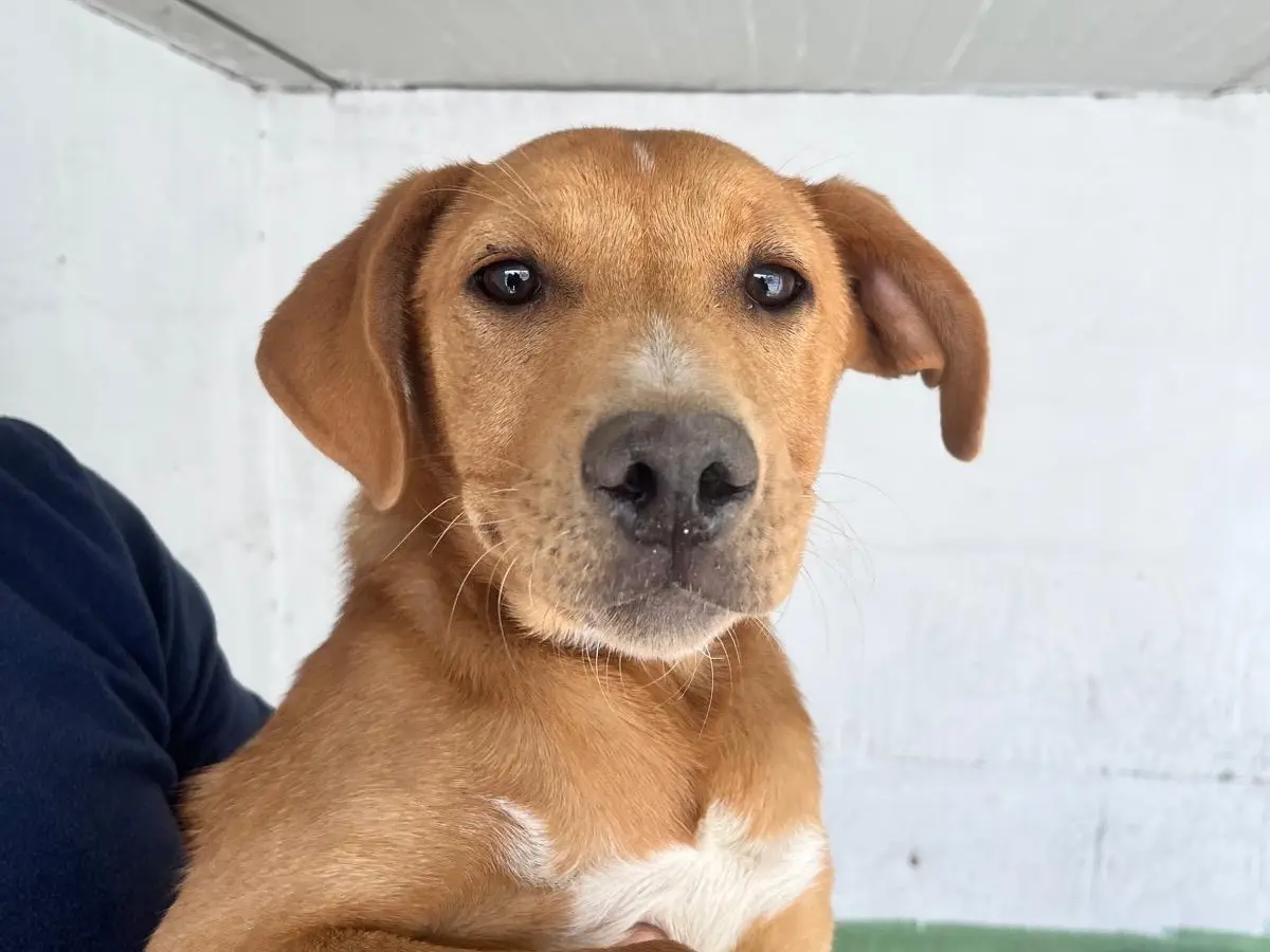 Adotta un cane, femmina, 10 mesi, Napoli