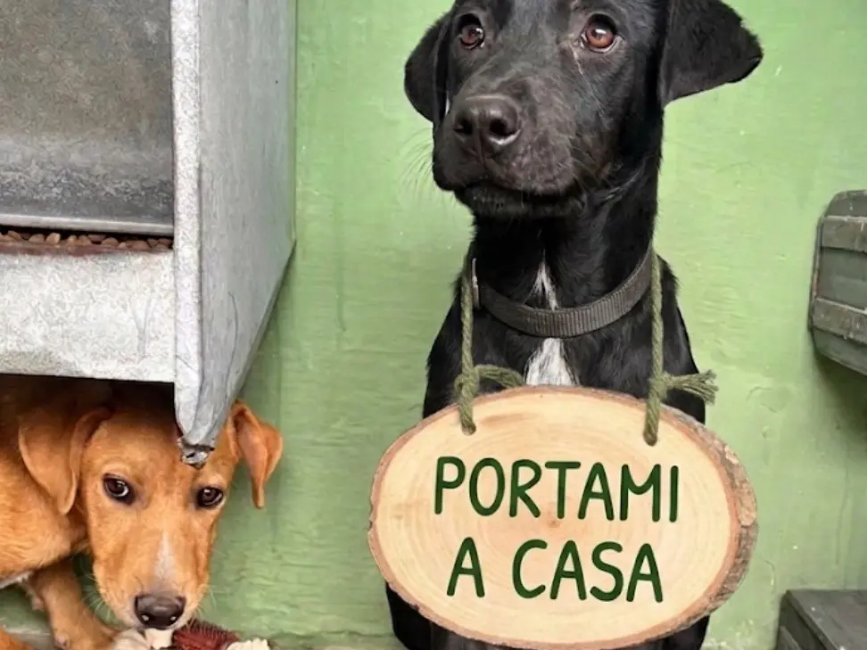 Adozione cane, femmina, Labrador Retriever Razza sconosciuta, 10 mesi, taglia piccola, Napoli