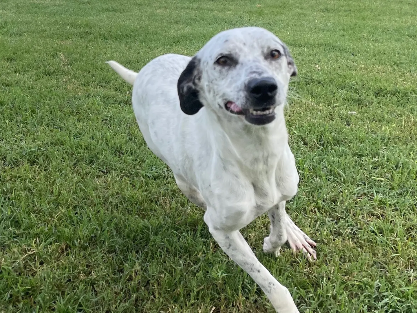 Adotta un cane, femmina, 4 anni e 5 mesi, Latina