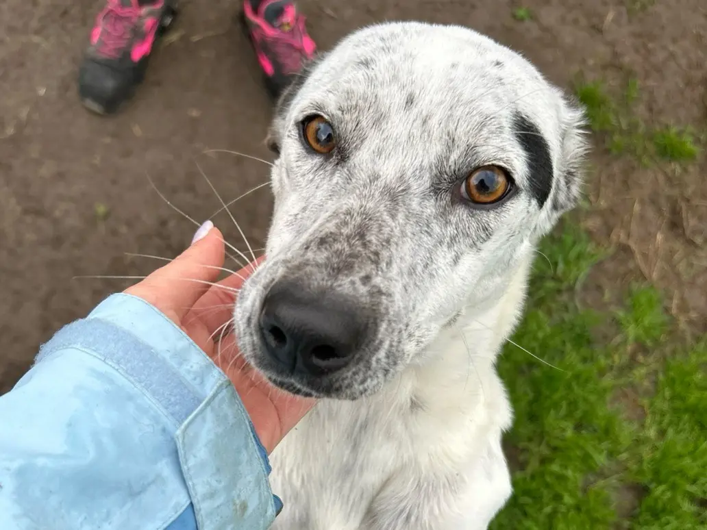 Adozione cane, femmina, Pointer Razza sconosciuta, 4 anni e 5 mesi, taglia media contenuta, Latina