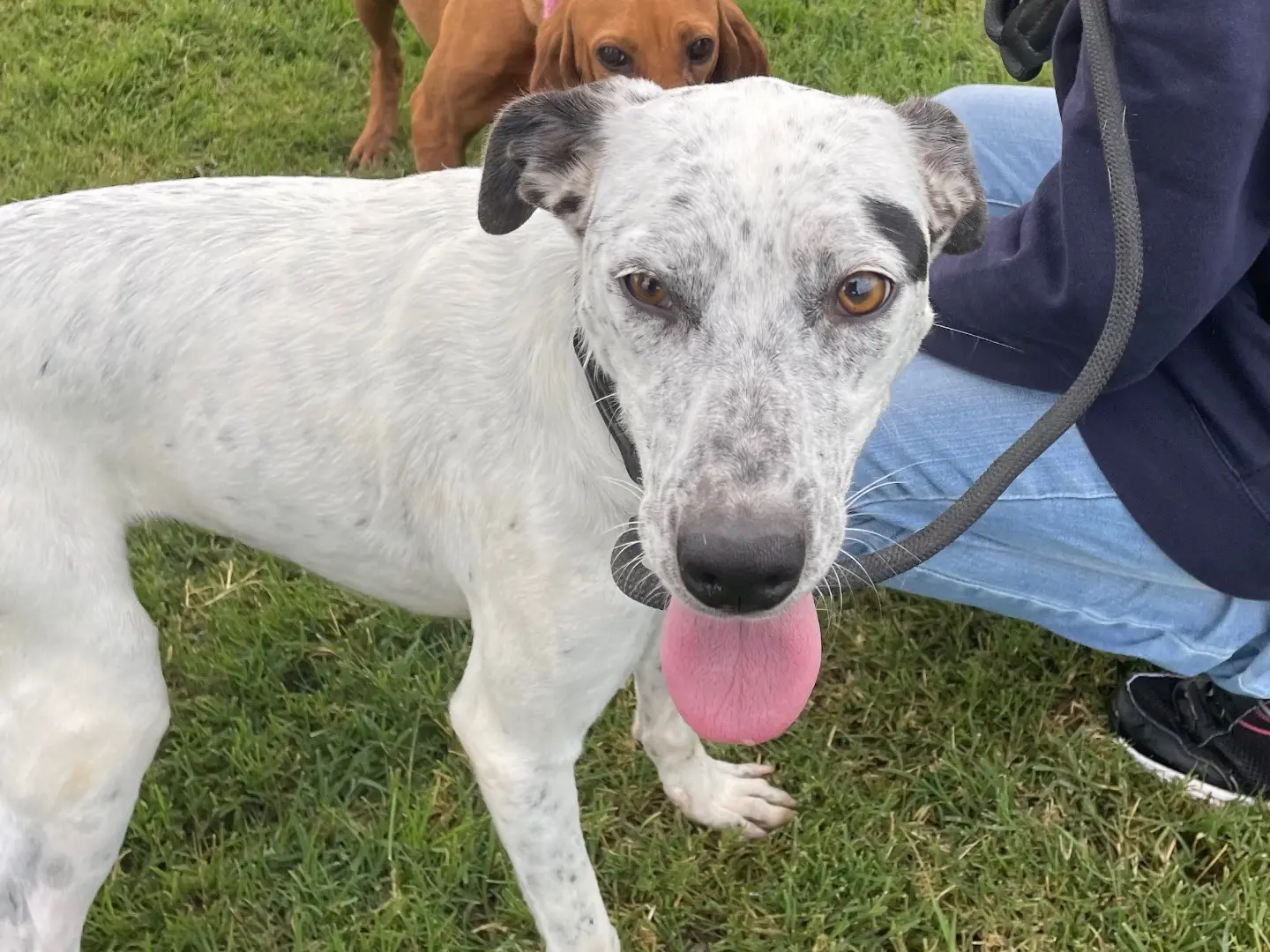 Adotta il cane Dalia a Latina