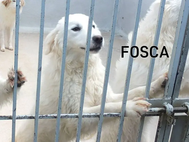 Adozione cane, femmina, Pastore maremmano Razza sconosciuta, 3 anni e 5 mesi, taglia grande, Frosinone