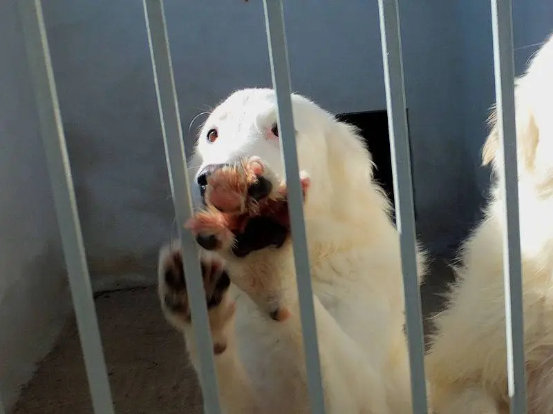 Adotta un cane, femmina, 3 anni e 5 mesi, Frosinone