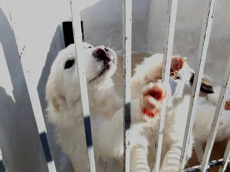 Adotta un cane, taglia grande, femmina, Frosinone