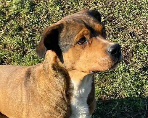 Adotta un cane, taglia grande, maschio, Pavia