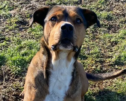 Adotta un cane, maschio, 8 anni e 2 mesi, Pavia