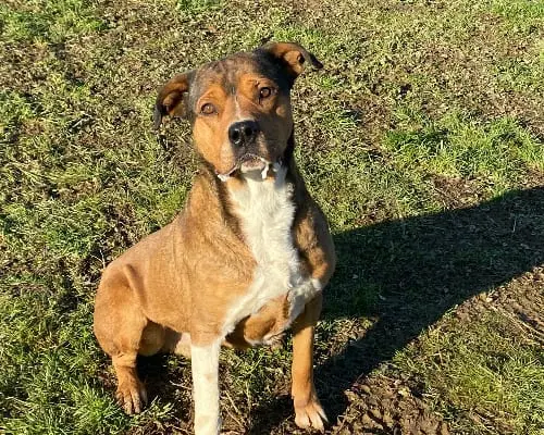 Vuoi adottare un cane a Pavia?