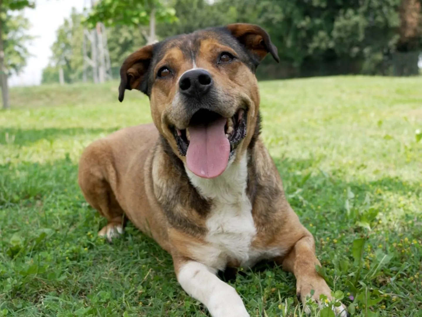 Adozione cane, maschio, Razza sconosciuta Razza sconosciuta, 8 anni e 2 mesi, taglia grande, Pavia