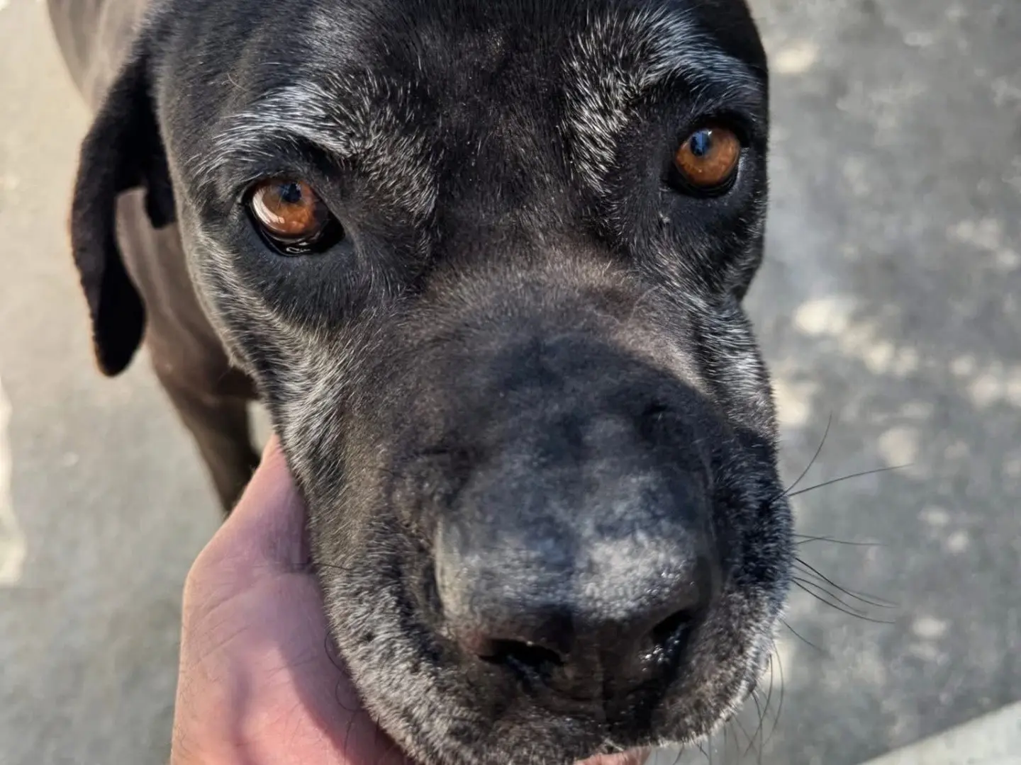 Adotta un cane, femmina, 5 anni e 8 mesi, Matera