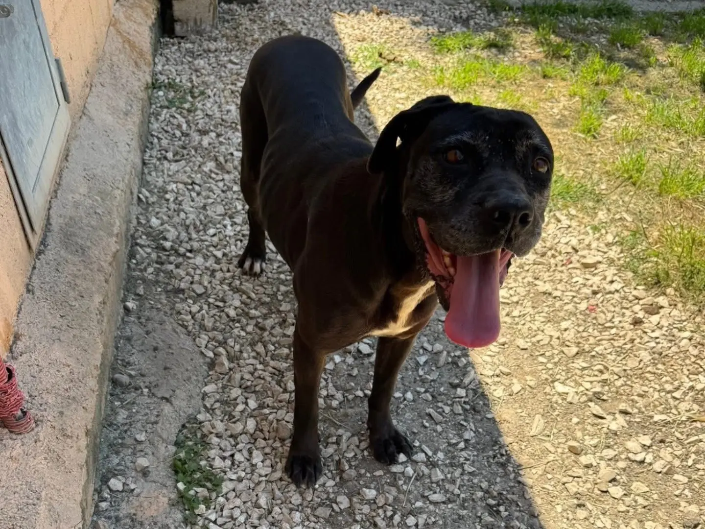 Adozione cane, femmina, Corso Razza sconosciuta, 5 anni e 8 mesi, taglia grande, Matera