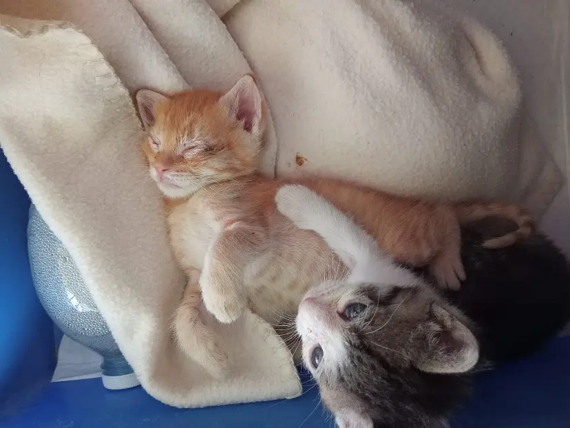 Adotta un gatto, taglia non valida, maschio, Torino