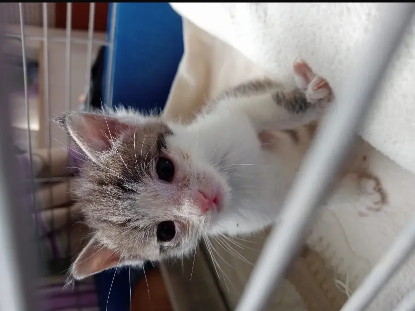 Adotta un gatto, maschio, 1 anno e 3 mesi, Torino