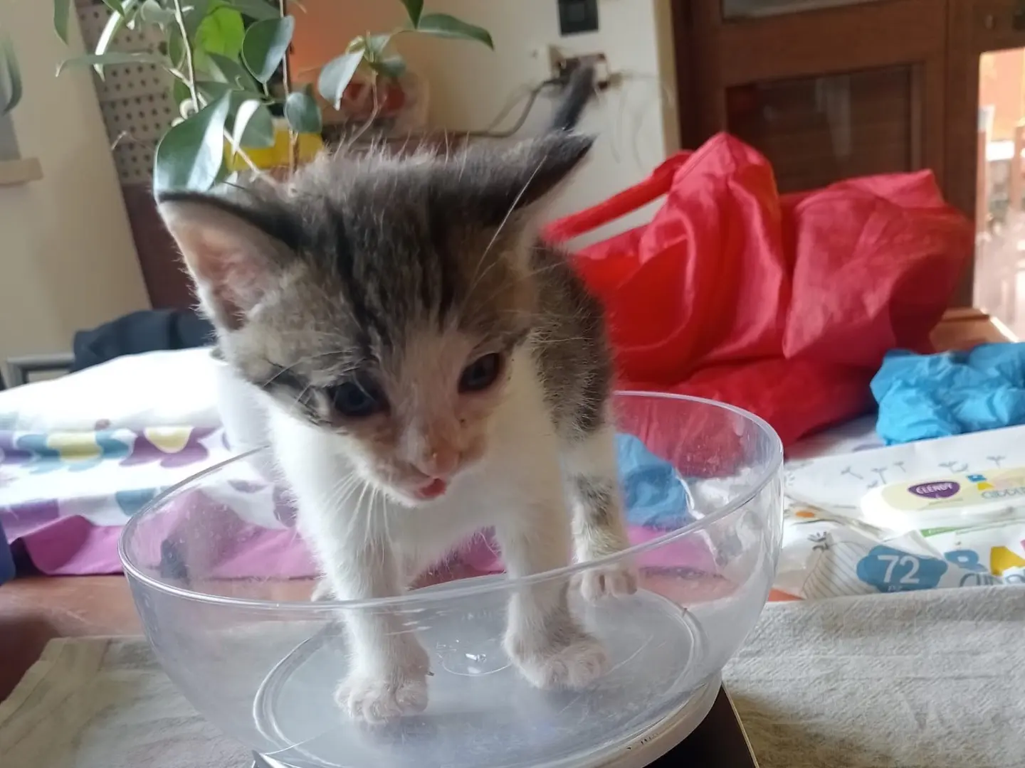Adozione gatto, maschio, Razza sconosciuta Razza sconosciuta, 1 anno e 3 mesi, taglia non valida, Torino