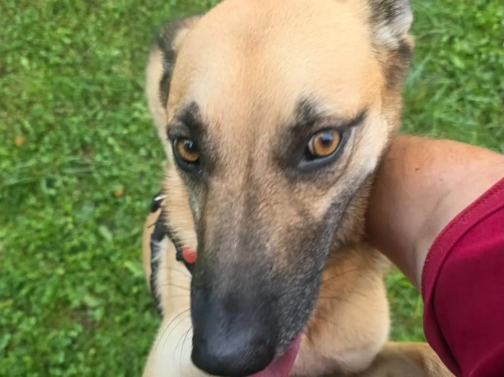 Adotta un cane, femmina, 2 anni e 2 mesi, Bergamo
