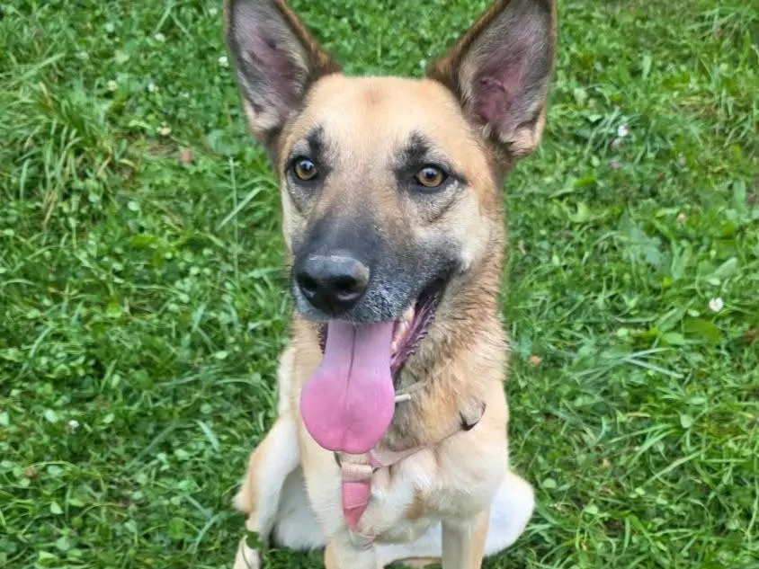 Adozione cane, femmina, Razza sconosciuta Razza sconosciuta, 2 anni e 2 mesi, taglia media, Bergamo