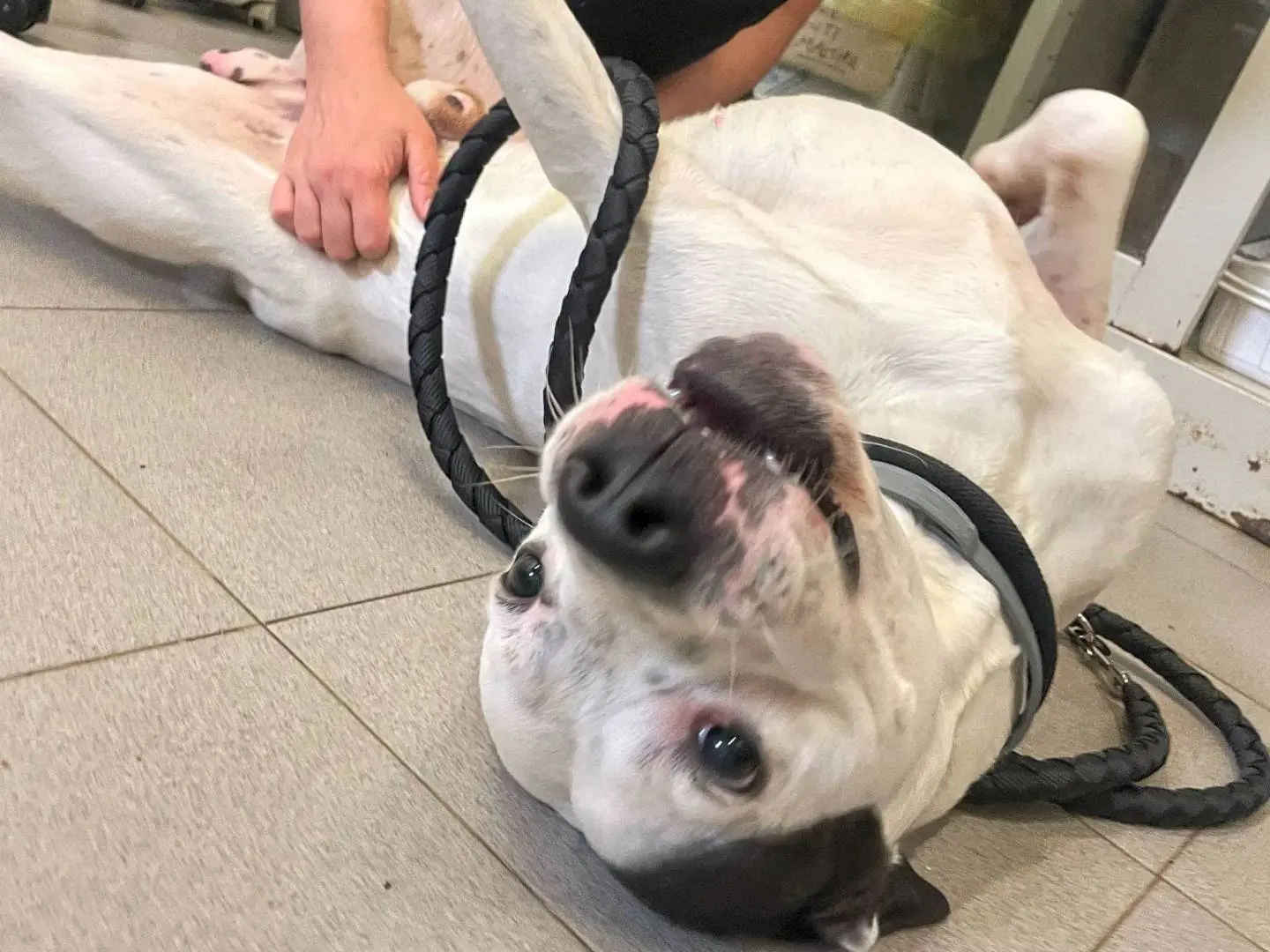 Vuoi adottare un cane a Genova?