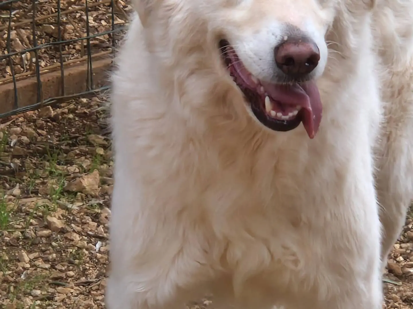 Vuoi adottare un cane a Bari?