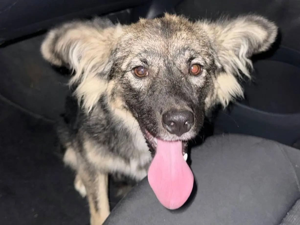 Adotta il cane GIZMO a Firenze