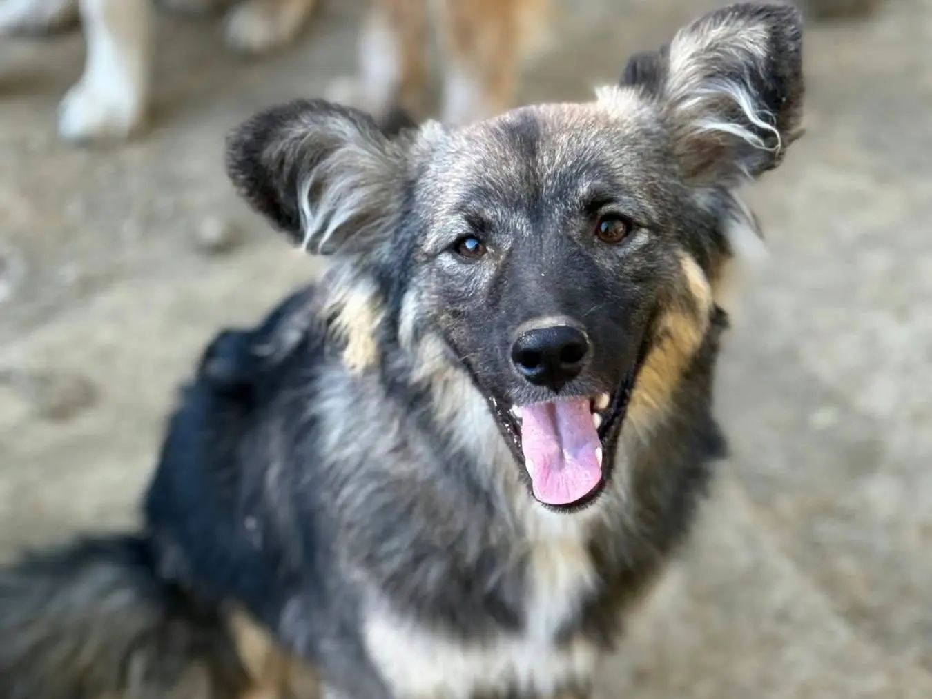 Adotta un cane, taglia media contenuta, maschio, Firenze