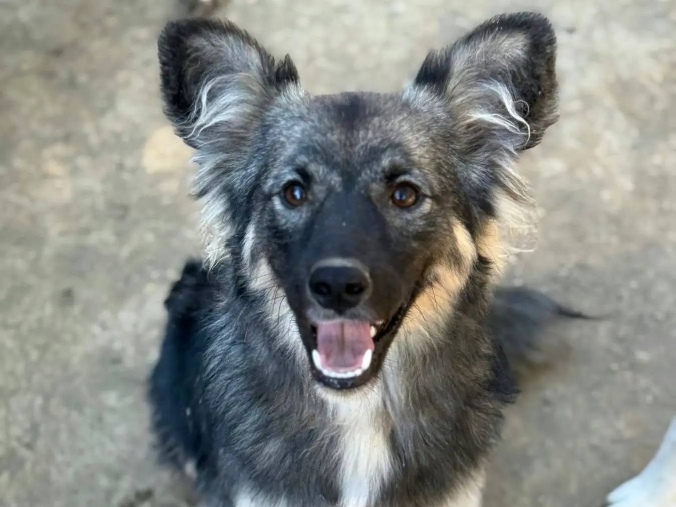 Adotta un cane, maschio, 7 mesi, Firenze