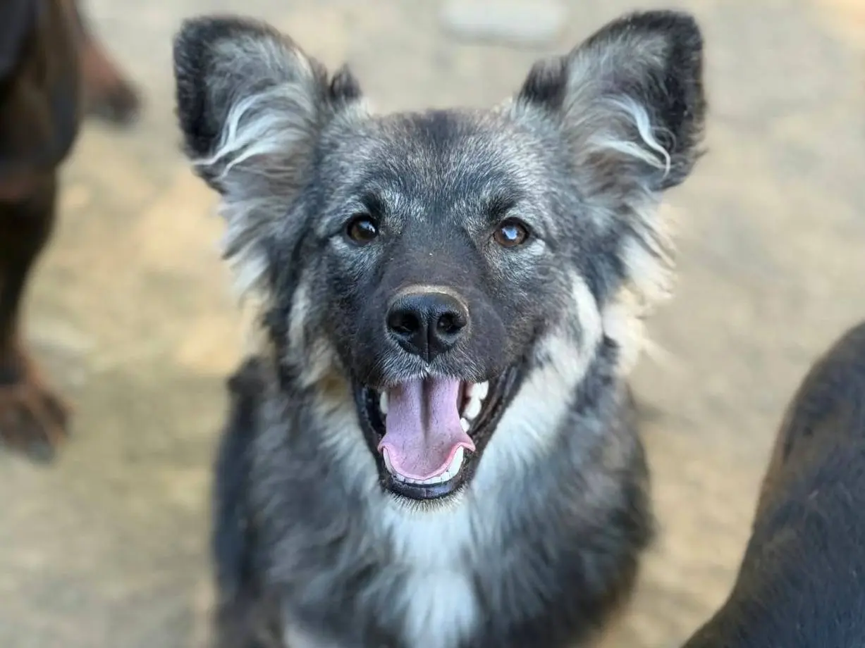 Adozione cane, maschio, Razza sconosciuta Razza sconosciuta, 7 mesi, taglia media contenuta, Firenze