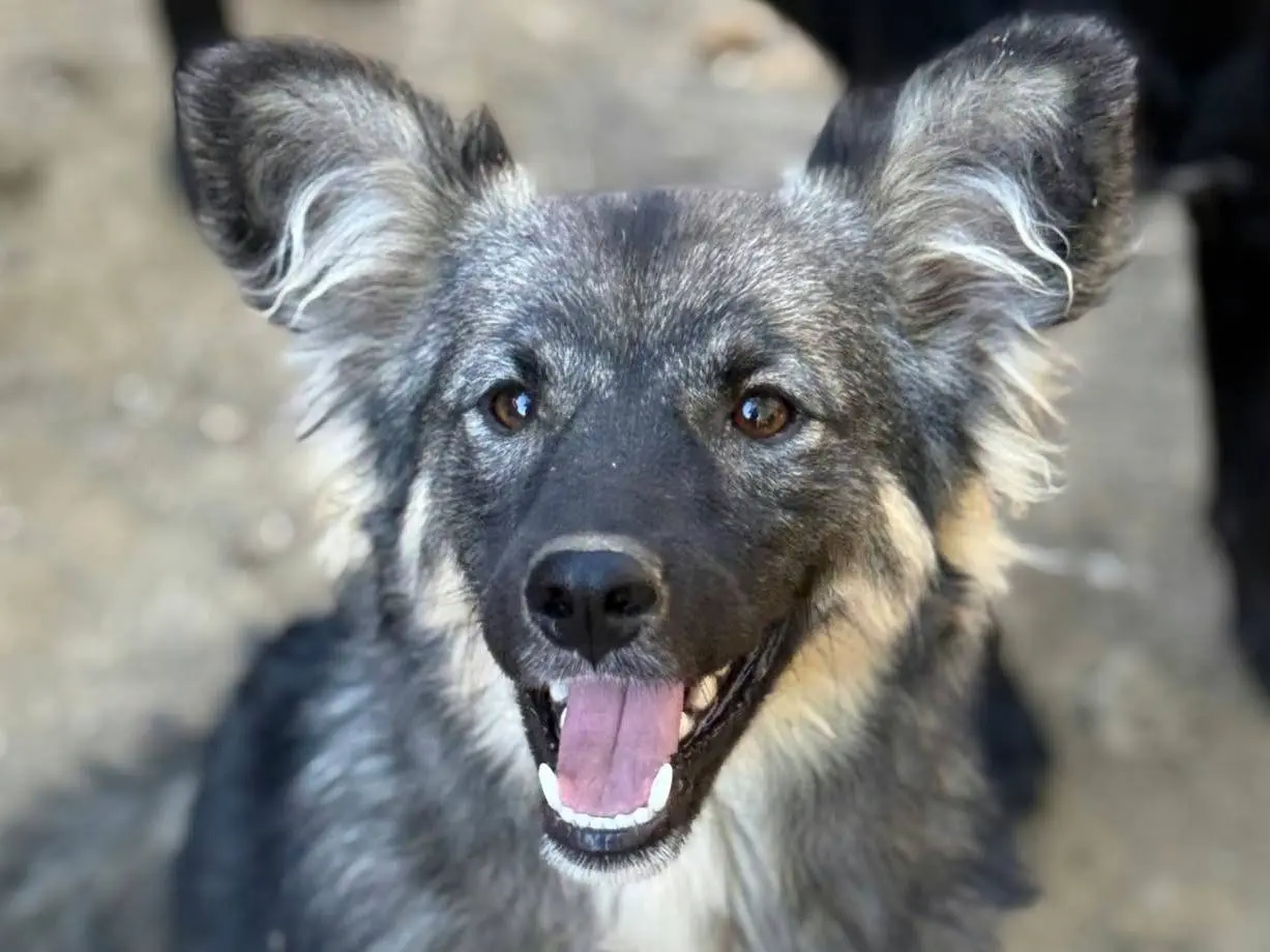 Vuoi adottare un cane a Firenze?