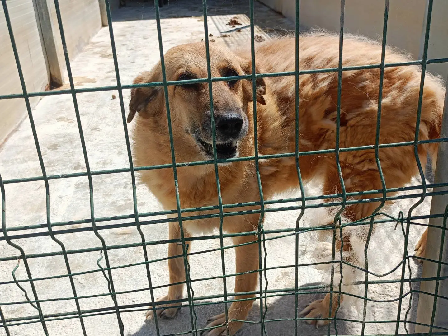 Adotta un cane, femmina, 12 anni e 3 mesi, Ragusa