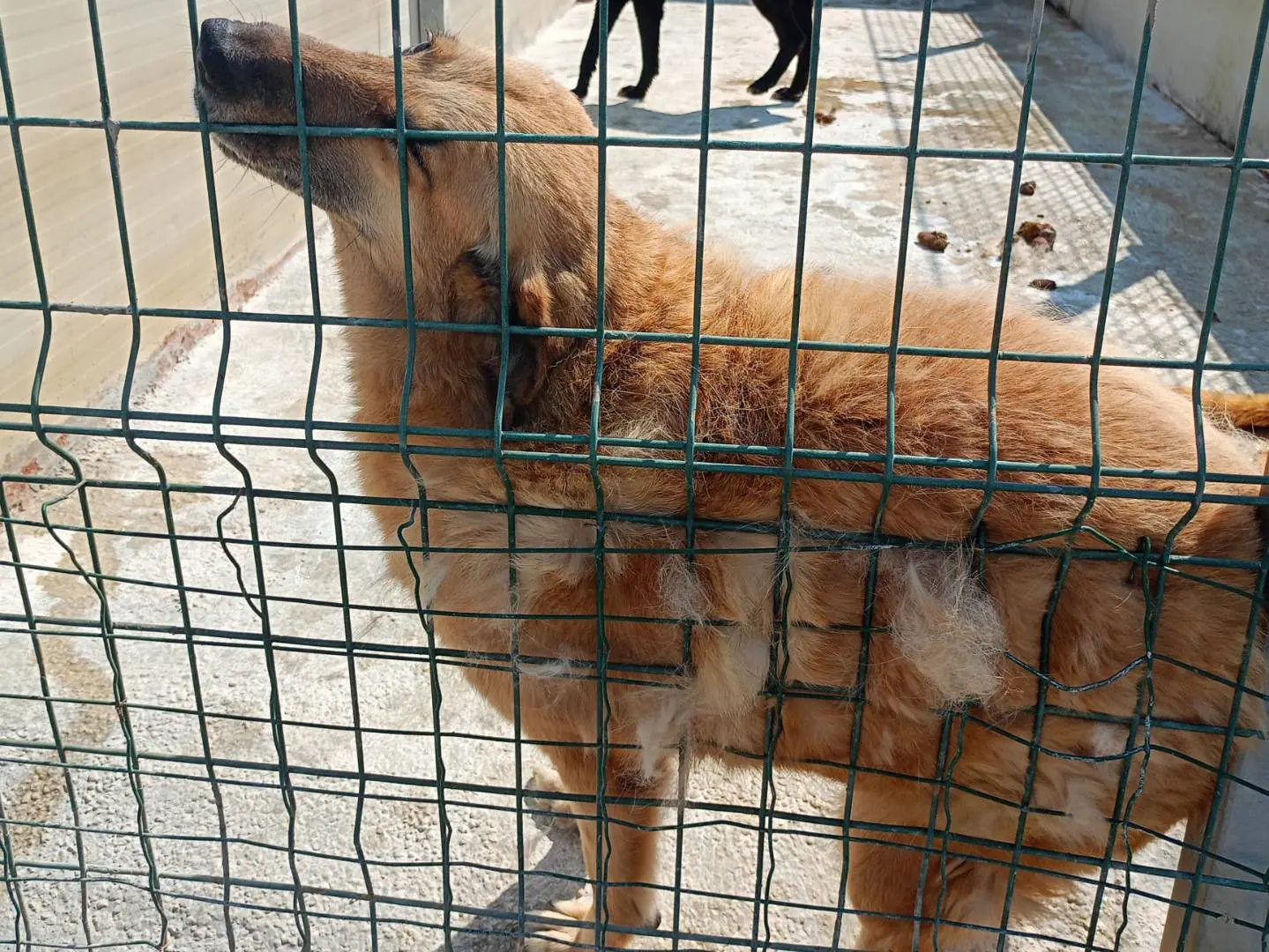 Adotta un cane, taglia gigante, femmina, Ragusa