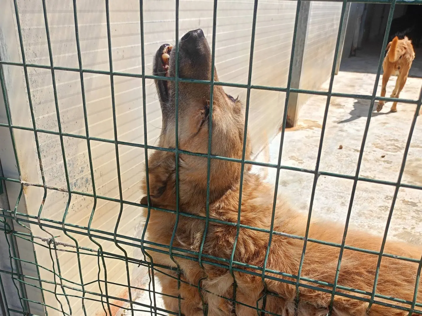 Adozione cane, femmina, Razza sconosciuta Razza sconosciuta, 12 anni e 3 mesi, taglia gigante, Ragusa