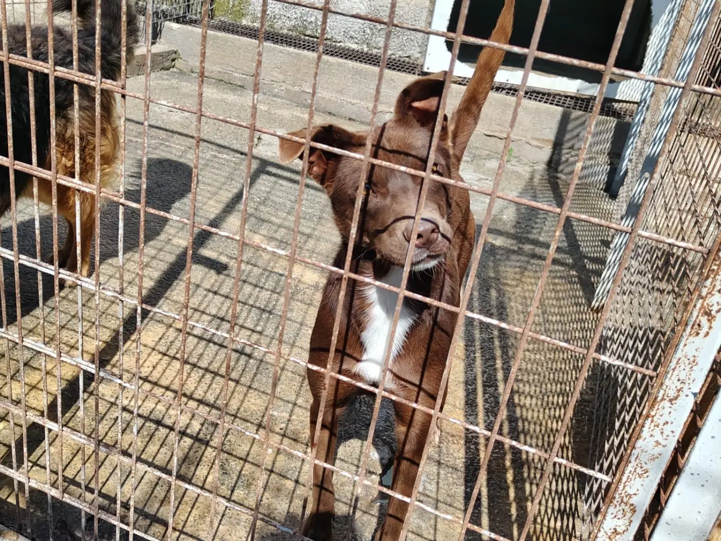 Vuoi adottare un cane a Vibo?