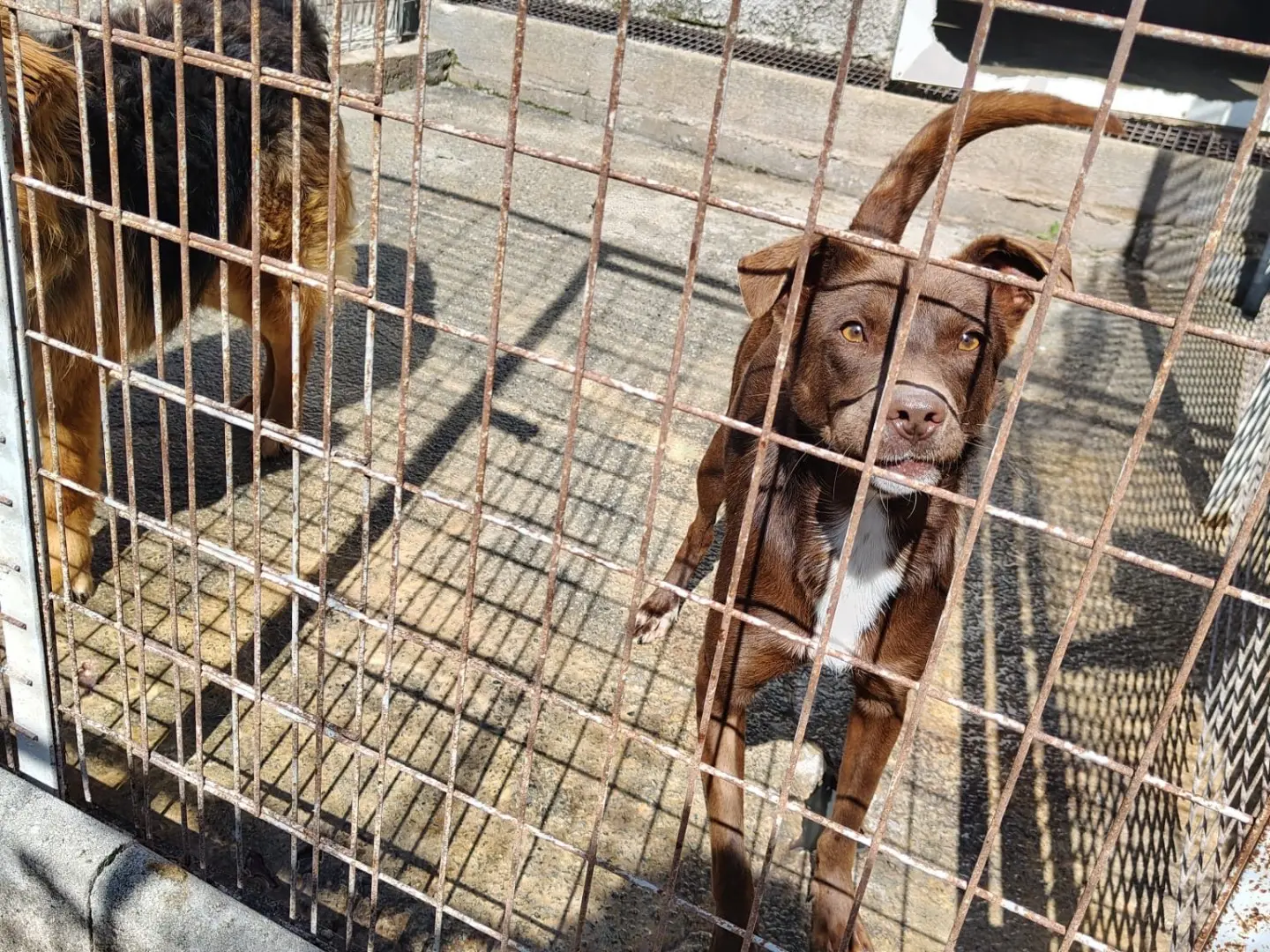 Adotta un cane, femmina, 2 anni e 5 mesi, Vibo