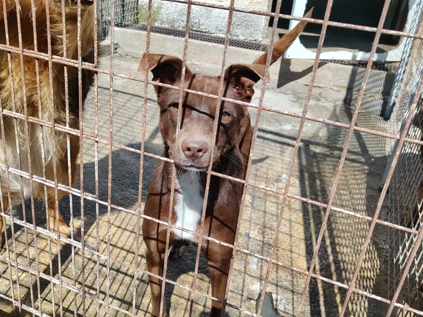 Adotta un cane, taglia media, femmina, Vibo