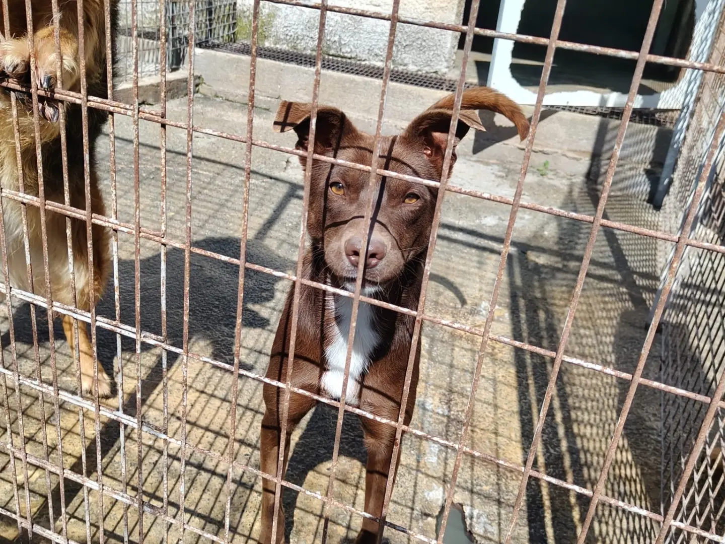 Adozione cane, femmina, Razza sconosciuta Razza sconosciuta, 2 anni e 5 mesi, taglia media, Vibo
