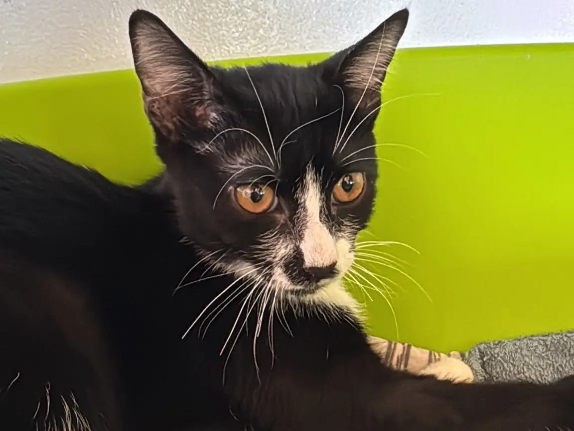 Adozione gatto, maschio, Razza sconosciuta Razza sconosciuta, 6 mesi, taglia non valida, Brescia