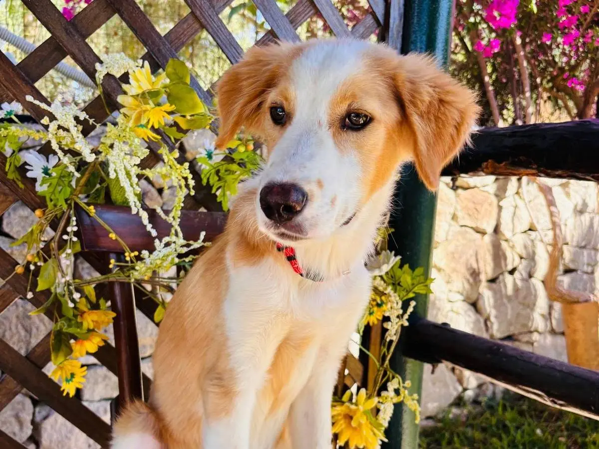 Adotta un cane, taglia grande, maschio, Siracusa