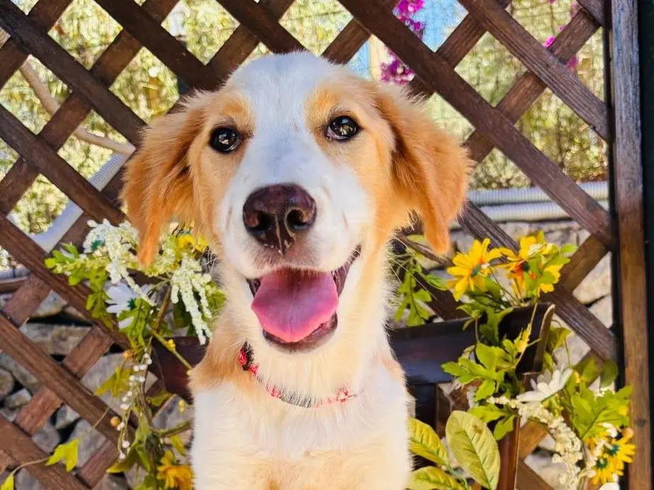 Adozione cane, maschio, Razza sconosciuta Razza sconosciuta, 8 mesi, taglia grande, Siracusa