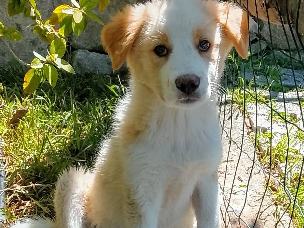 Adotta un cane, maschio, 8 mesi, Siracusa