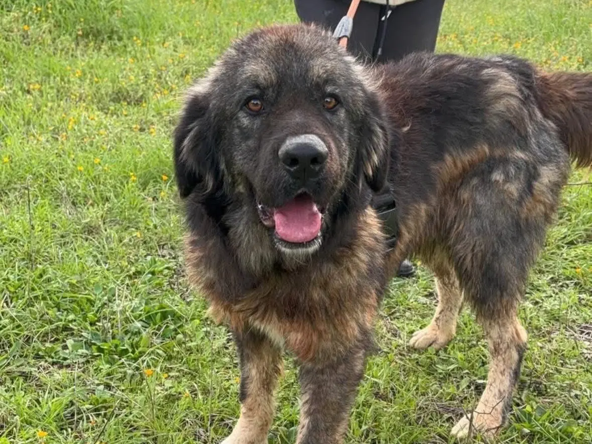 Vuoi adottare un cane a Taranto?