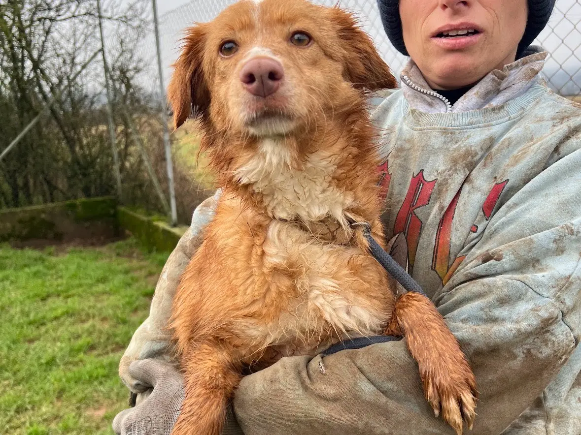 Adozione cane, femmina, Razza sconosciuta Razza sconosciuta, 4 anni e 10 mesi, taglia piccola, Frosinone