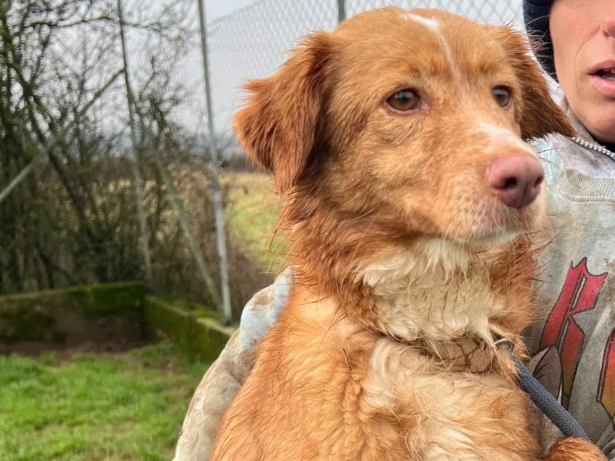 Adotta un cane, femmina, 4 anni e 10 mesi, Frosinone