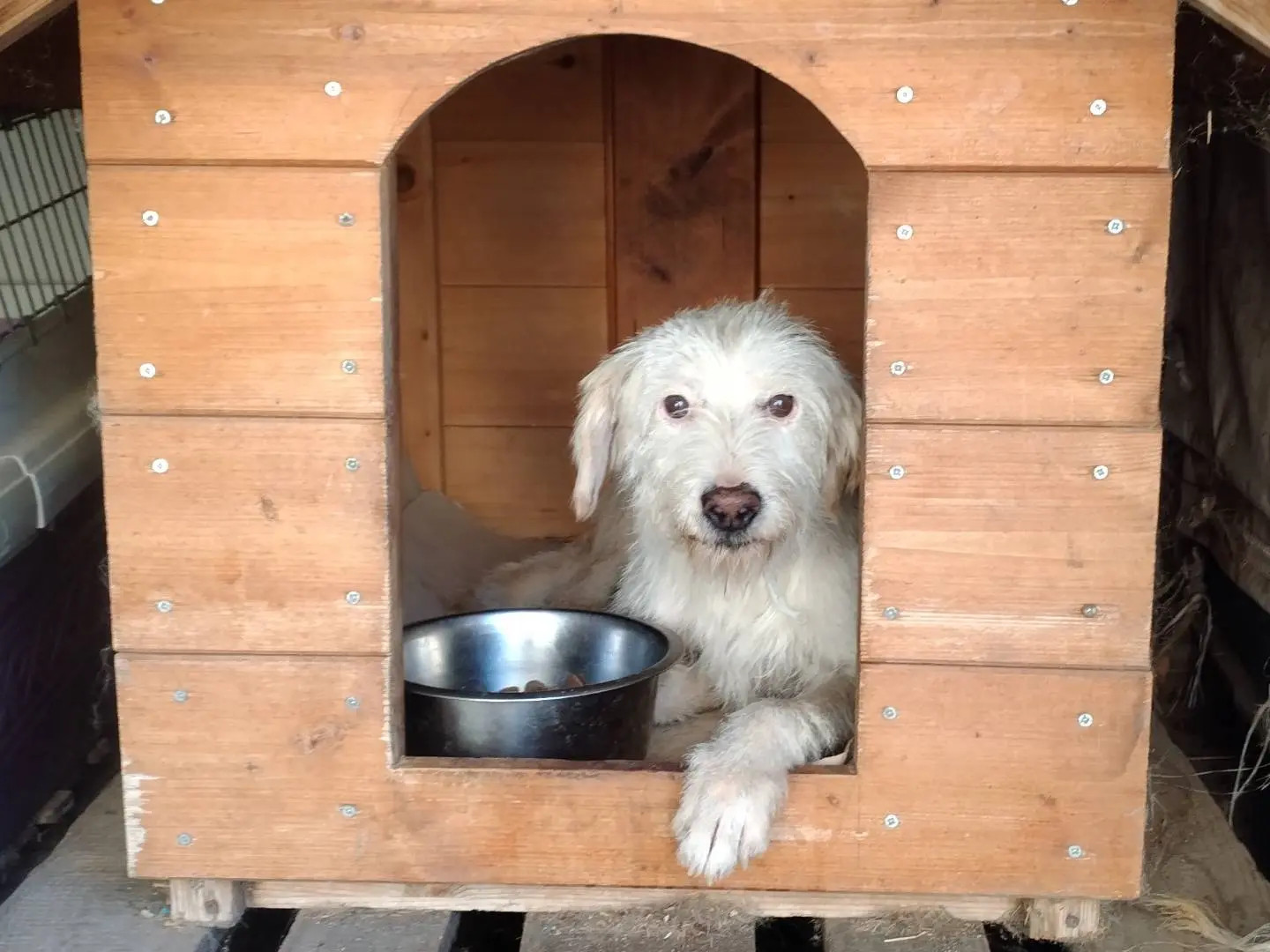 Adozione cane, maschio, Razza sconosciuta Razza sconosciuta, 7 anni e 6 mesi, taglia piccola, Viterbo