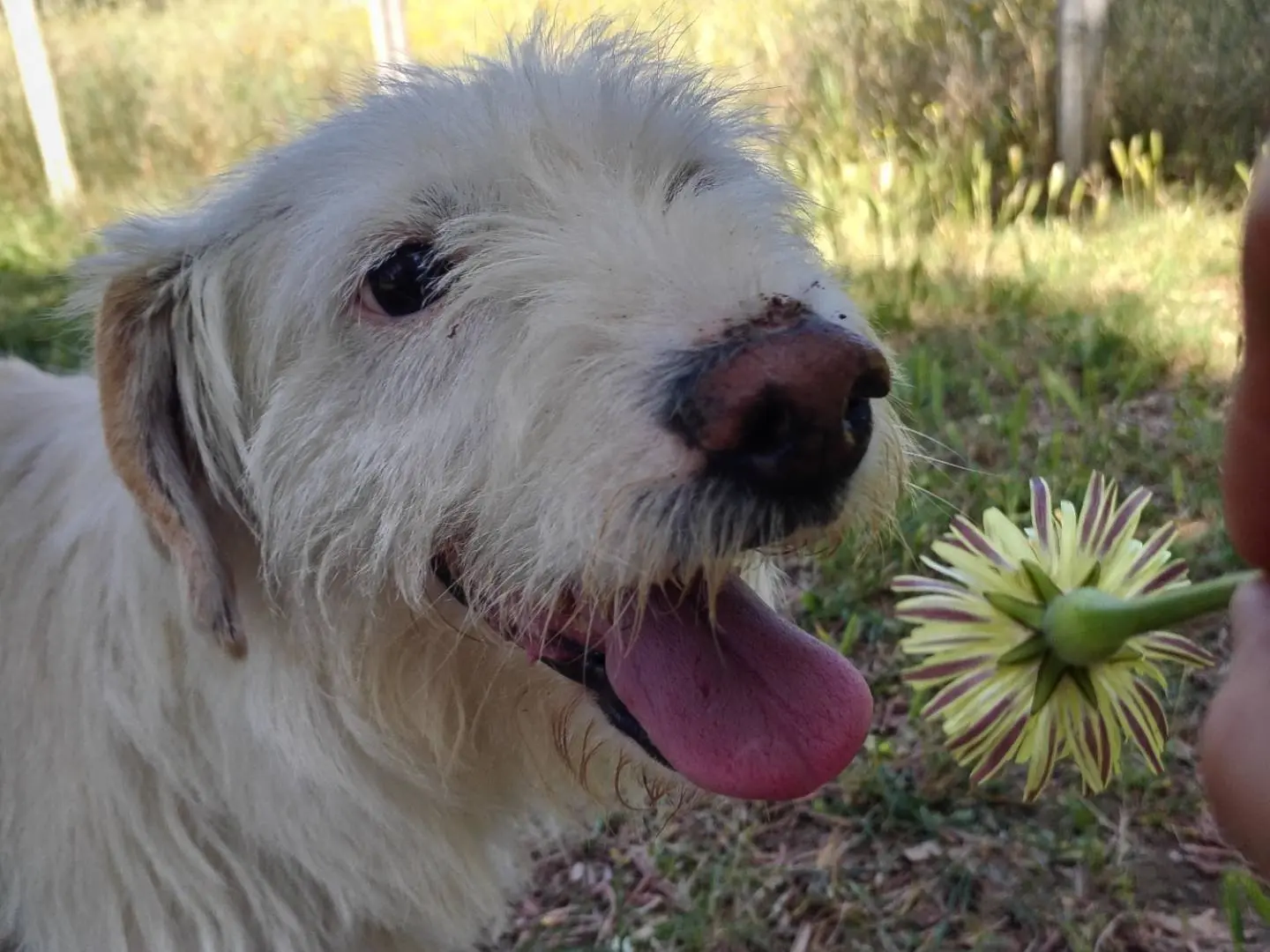 Adotta un cane, maschio, 7 anni e 6 mesi, Viterbo