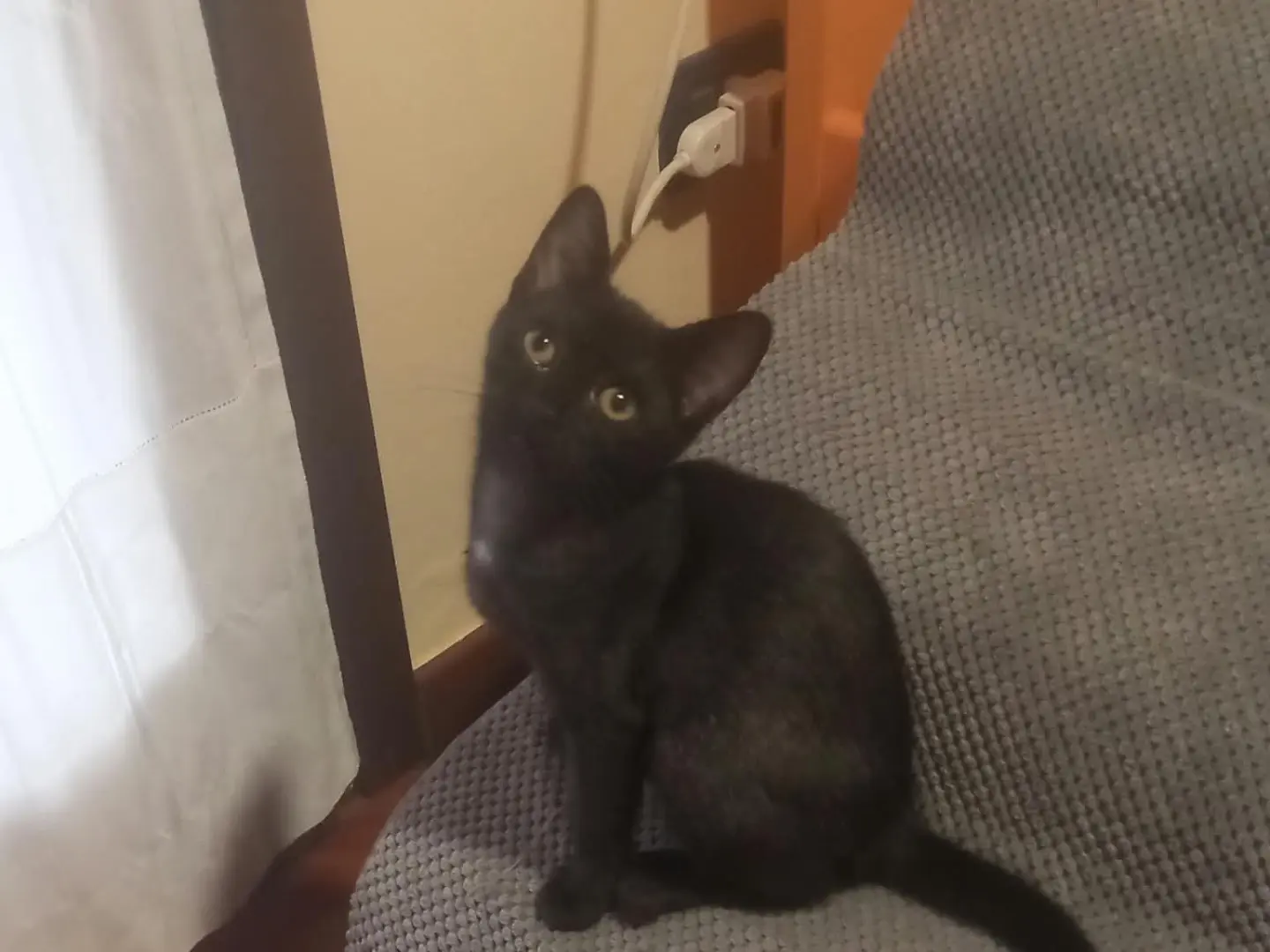 Adotta un gatto, femmina, 5 mesi, Brescia