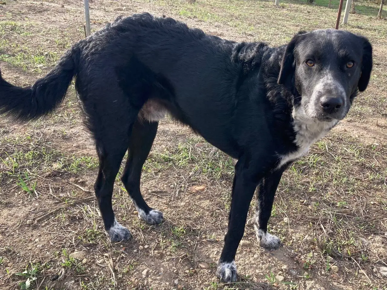 Vuoi adottare un cane a Sud?
