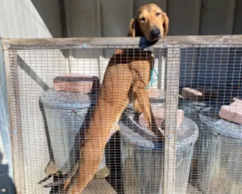 Adotta un cane, maschio, 4 anni e 9 mesi, Avellino