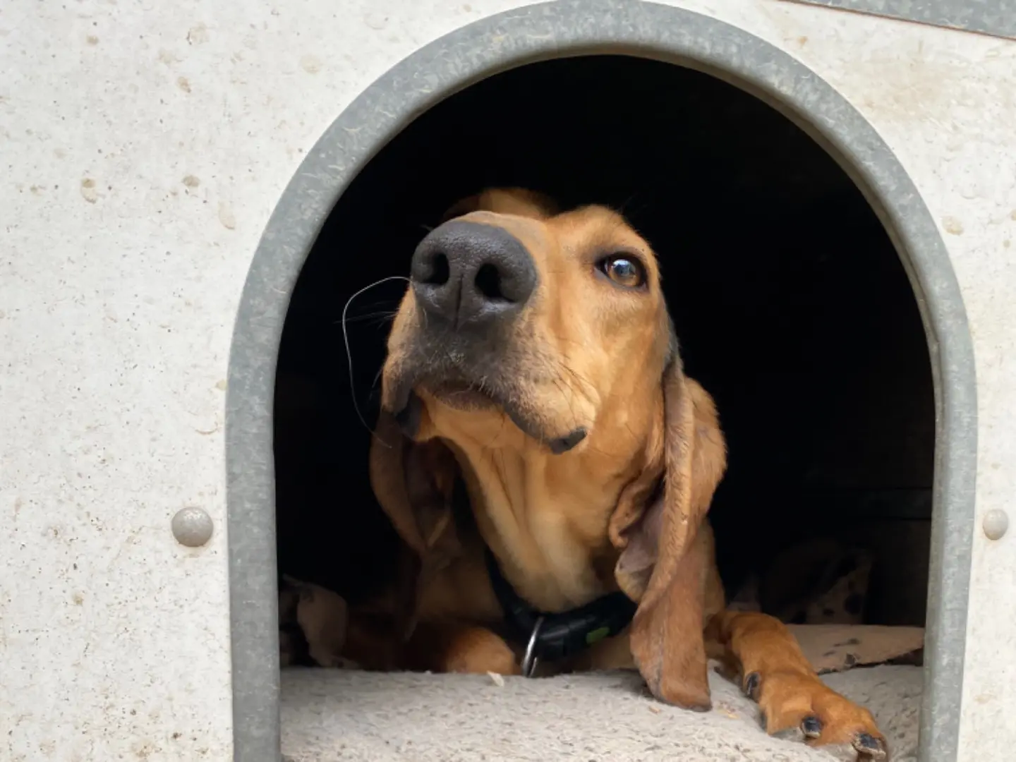 Adozione cane, maschio, Segugio, 4 anni e 9 mesi, taglia media contenuta, Avellino