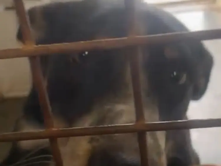 Adotta un cane, taglia media, maschio, Milano